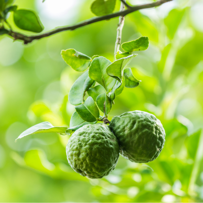 Bergamot is fris en citrusachtig